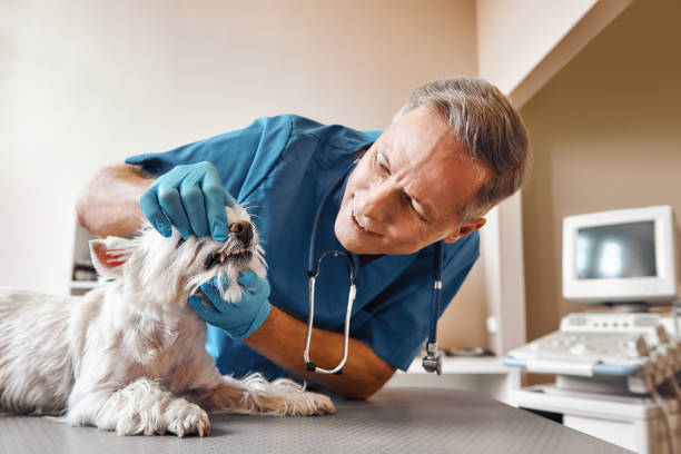 Best Weekend Emergency Dentist in Siler City, NC
